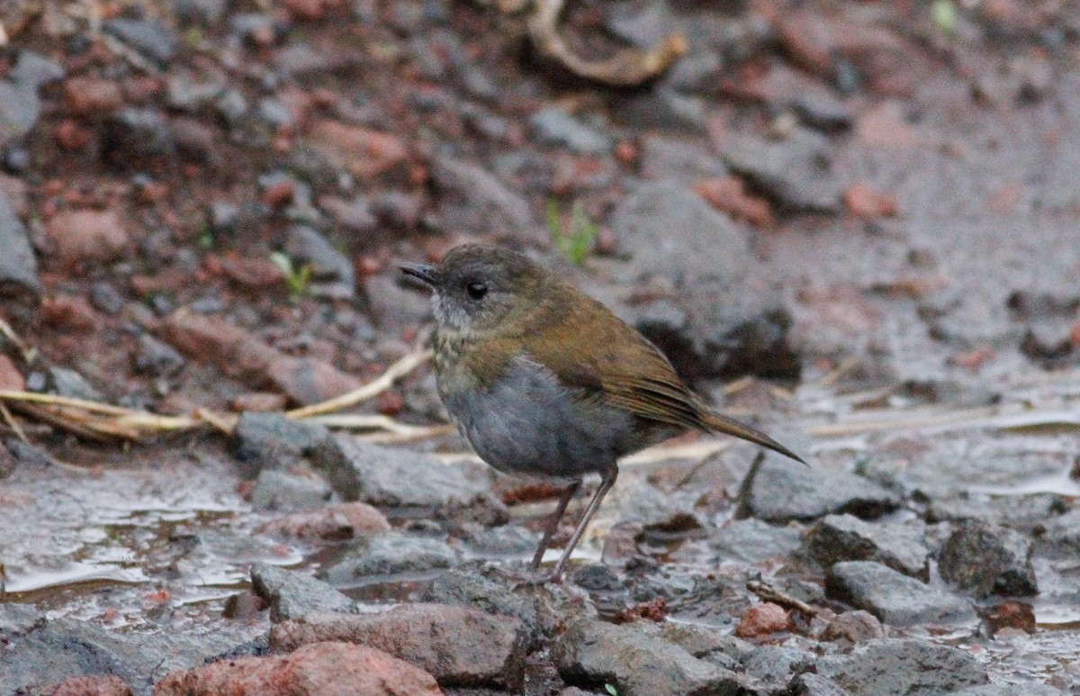 Black-billed Nightingale-Thrush - ML623520504