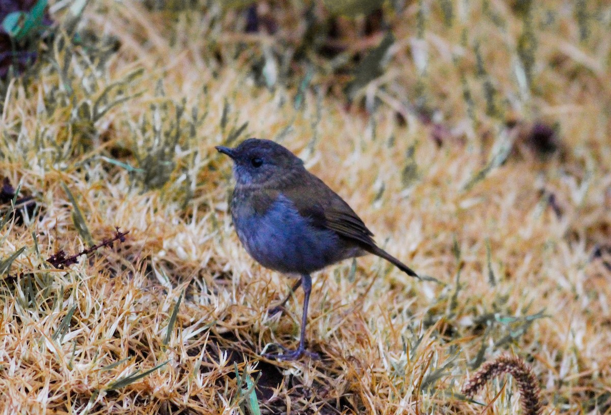 Black-billed Nightingale-Thrush - ML623520505