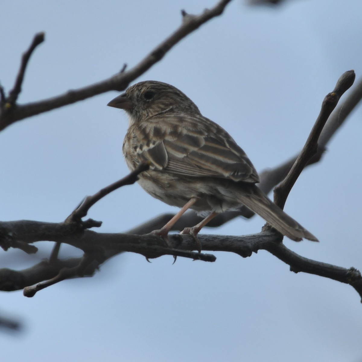 Carbonated Sierra Finch - ML623520510