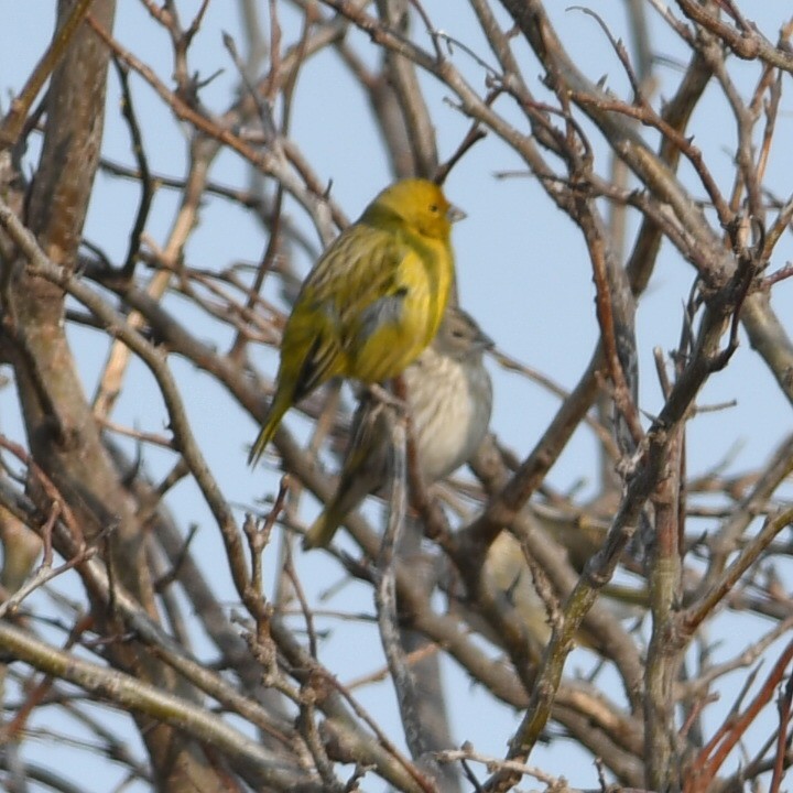 Saffron Finch - ML623520520