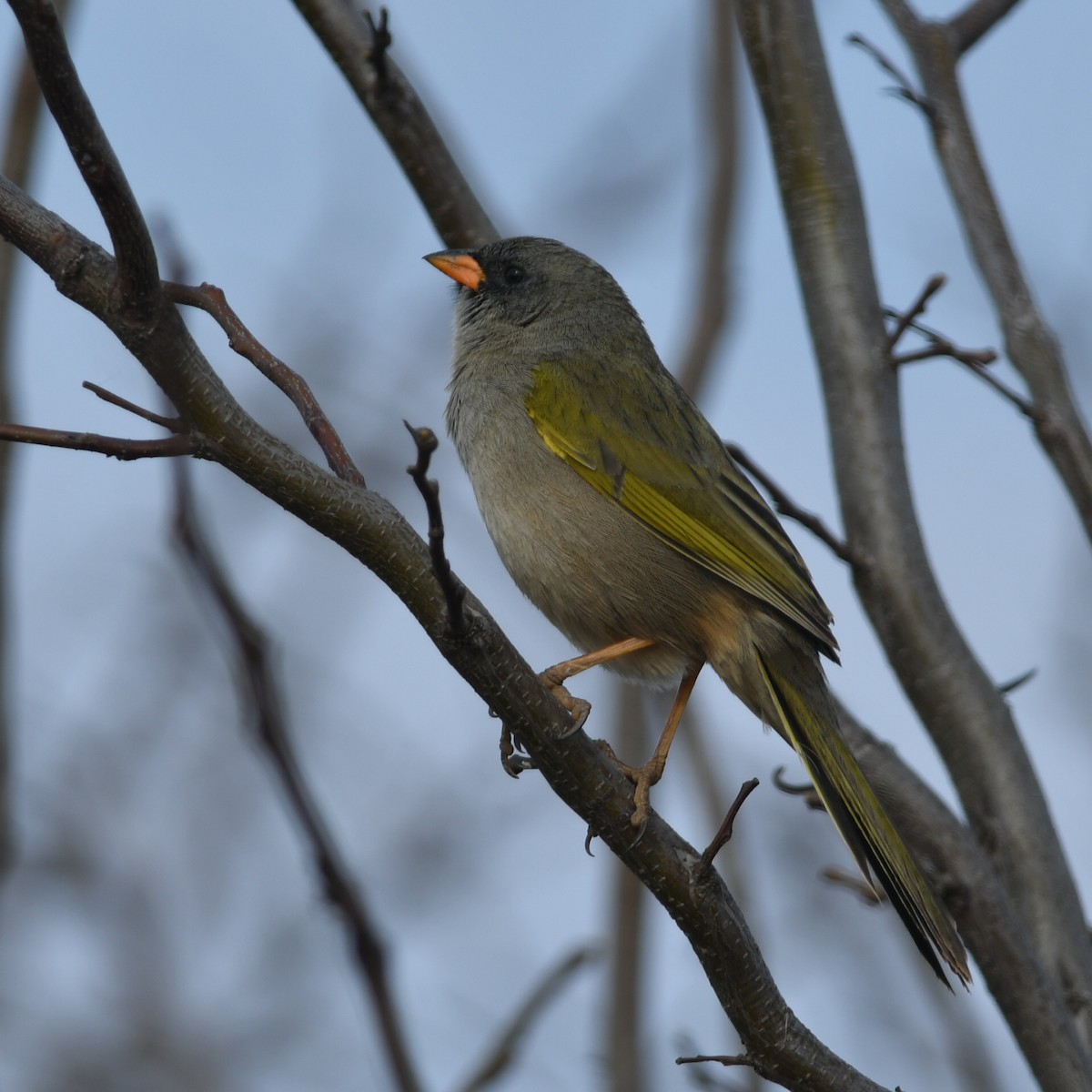 Great Pampa-Finch - ML623520531