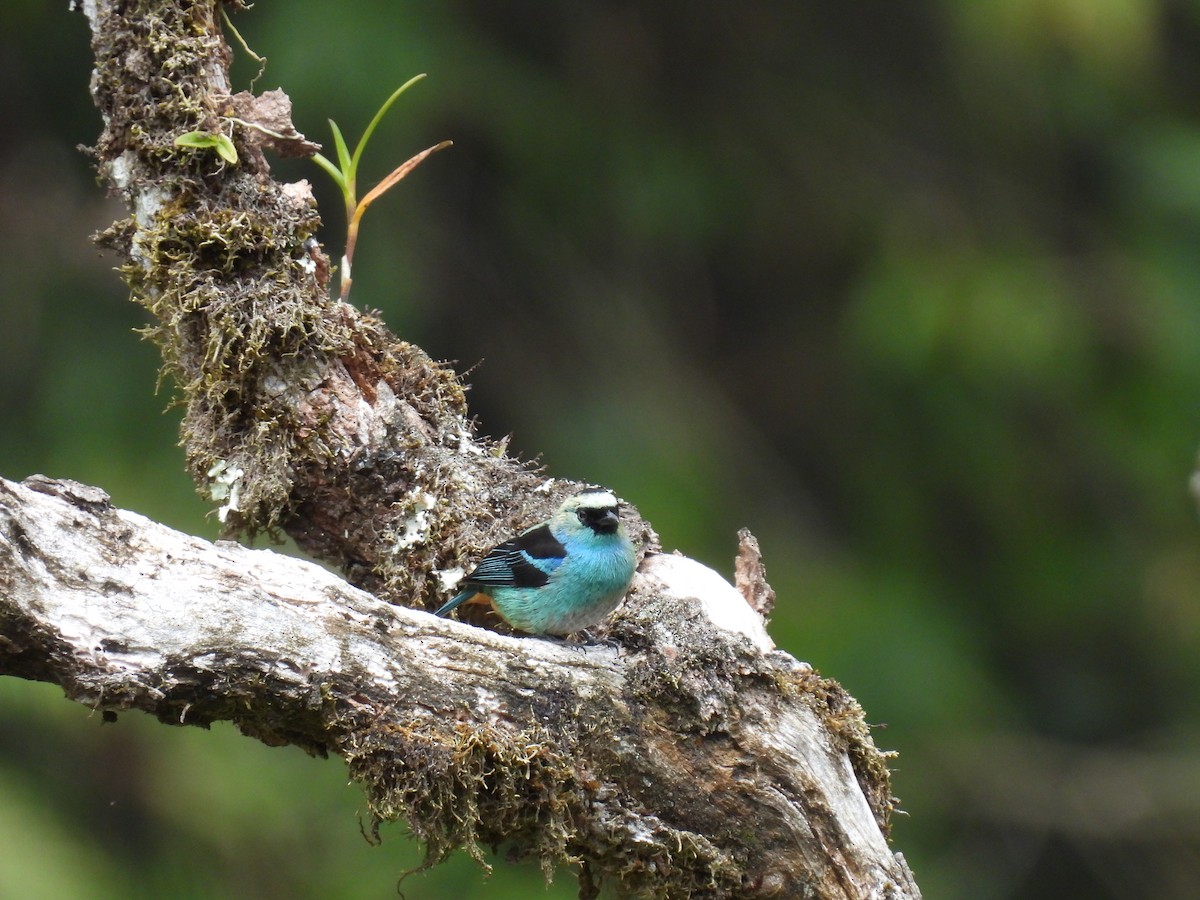 Metallic-green Tanager - ML623520551