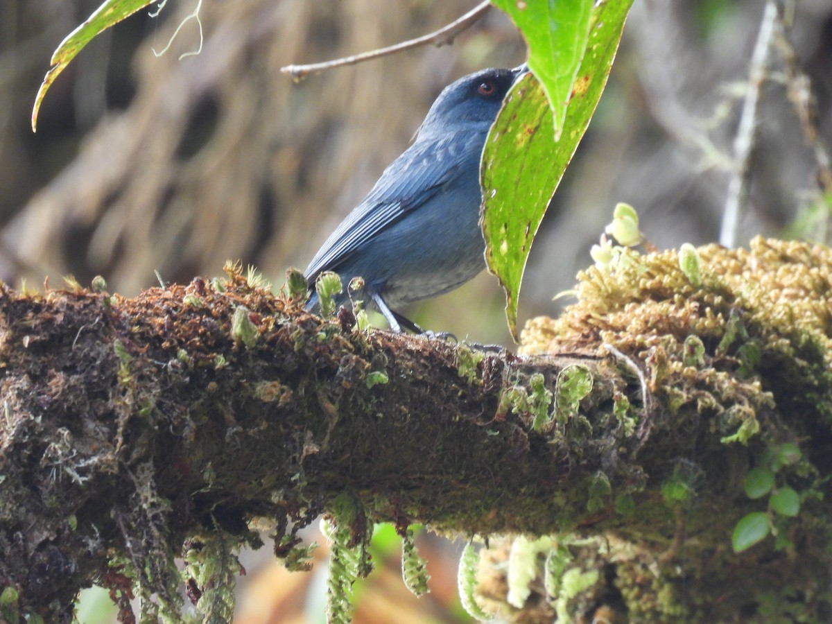 Bluish Flowerpiercer - ML623520561