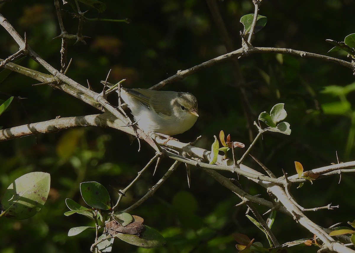 Western Crowned Warbler - ML623520579