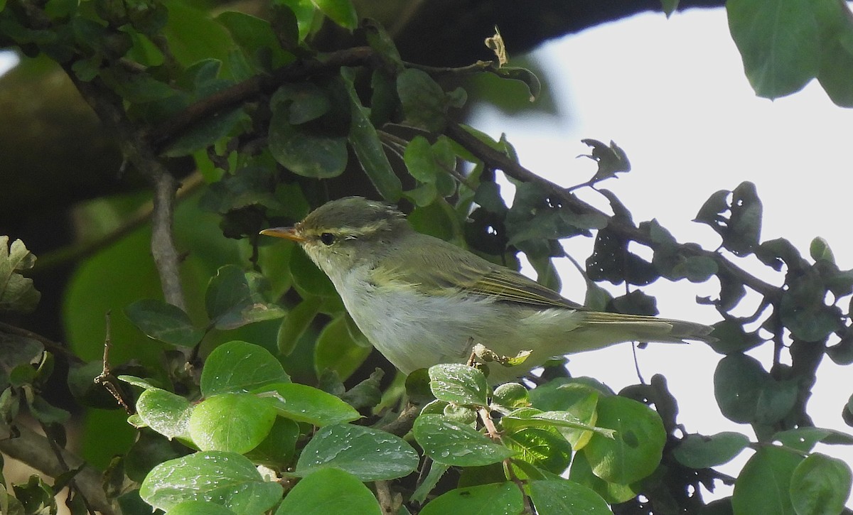 Western Crowned Warbler - ML623520583