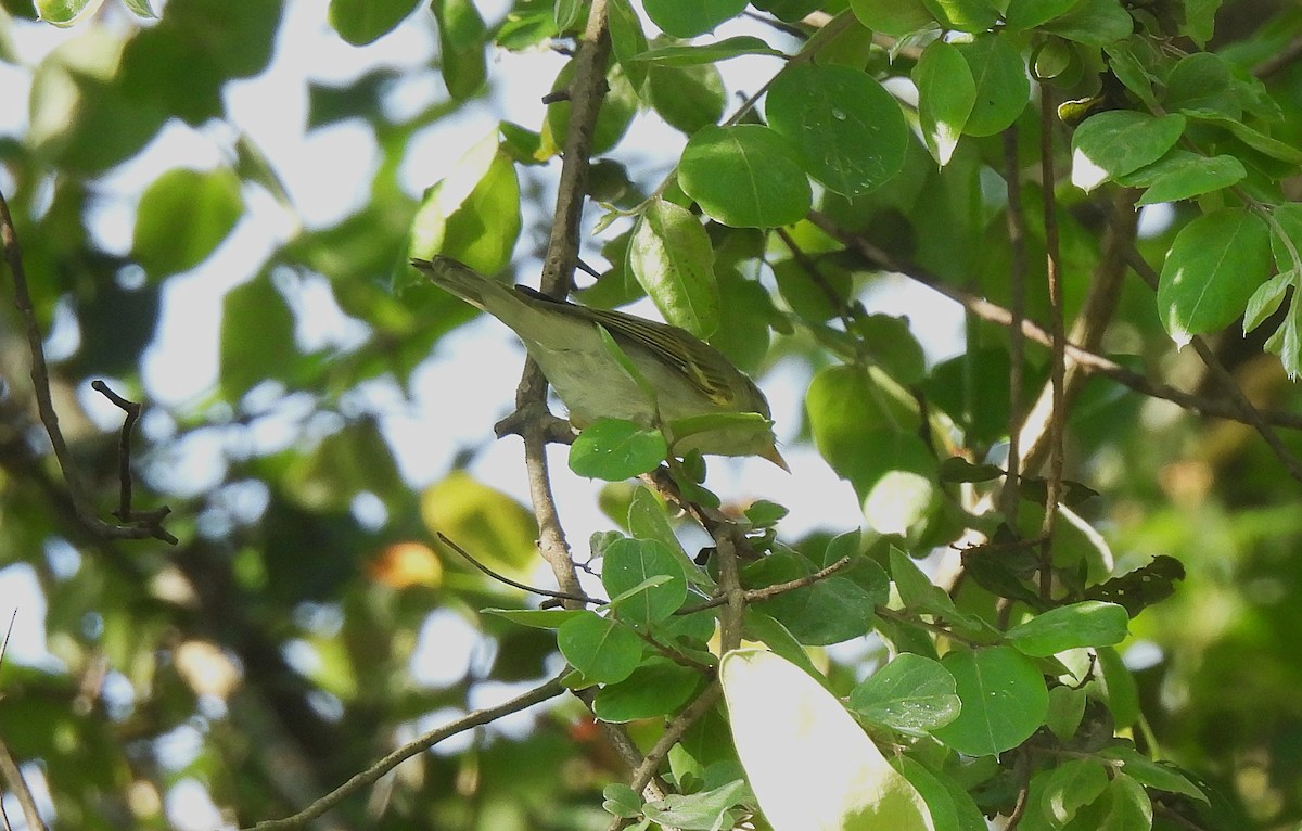 Western Crowned Warbler - ML623520584