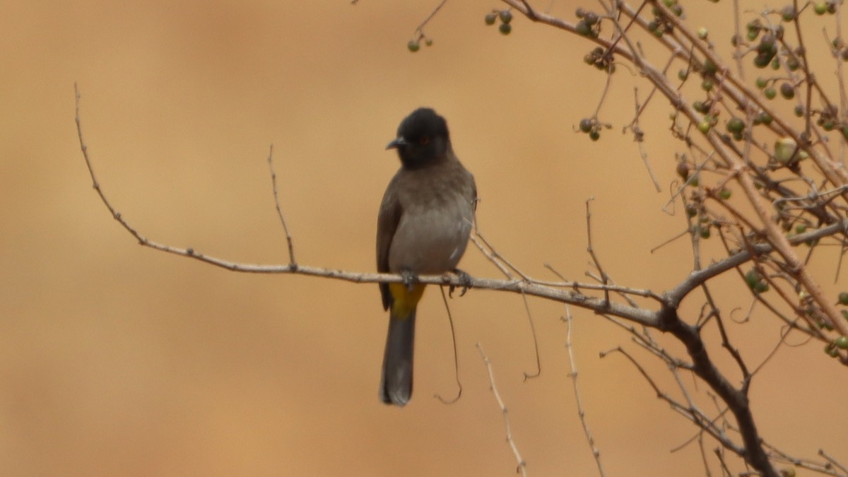 Common Bulbul (Dark-capped) - ML623520587