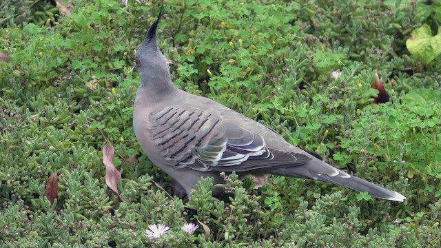 Crested Pigeon - ML623520615