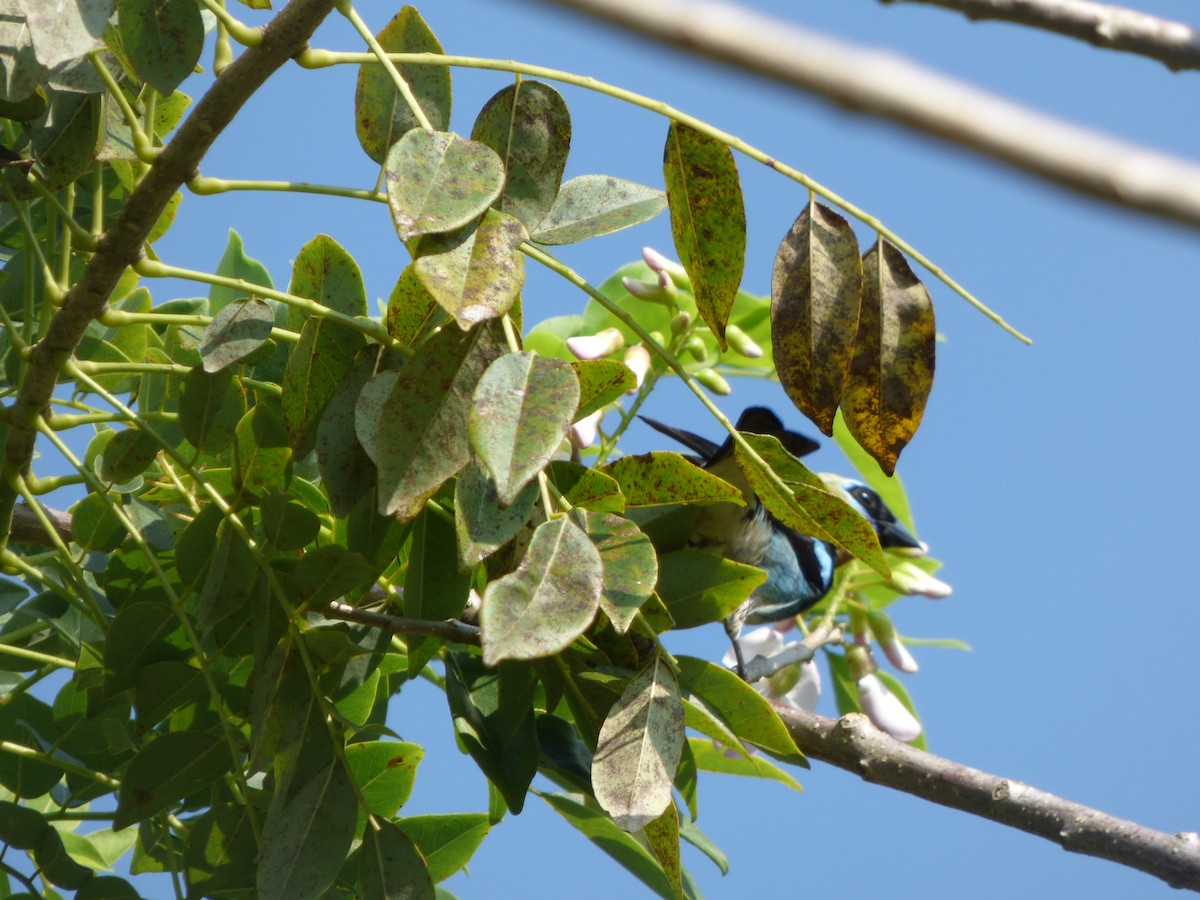 Golden-hooded Tanager - ML623520616