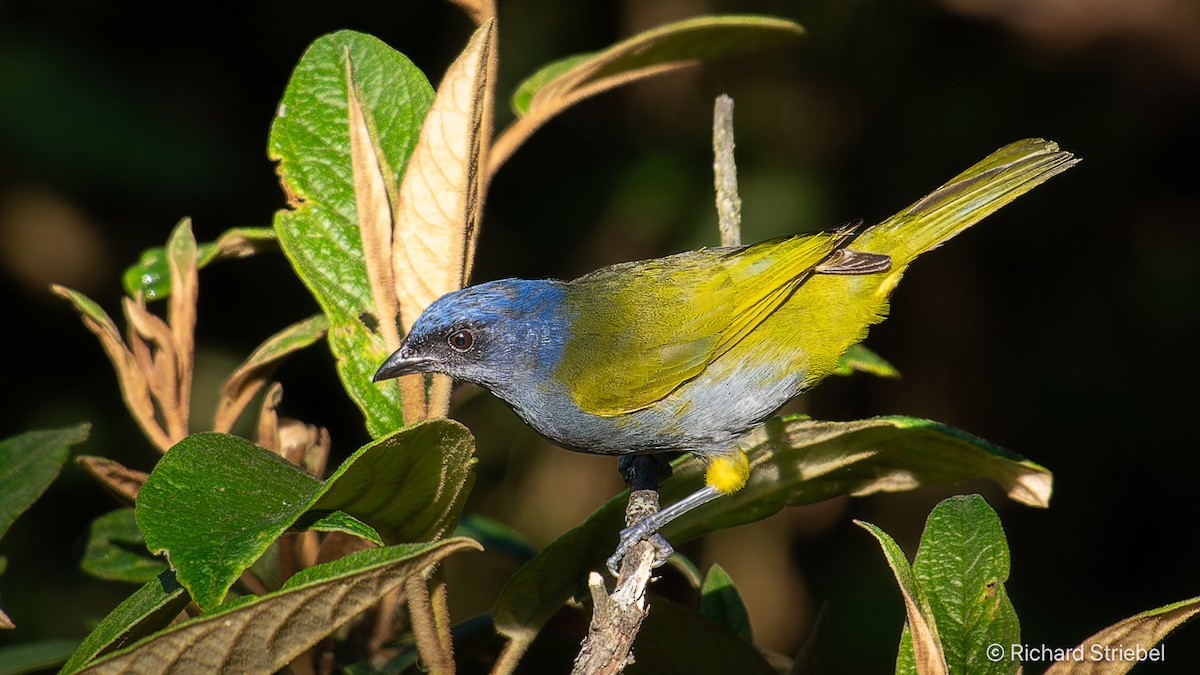 Blue-capped Tanager - ML623520620