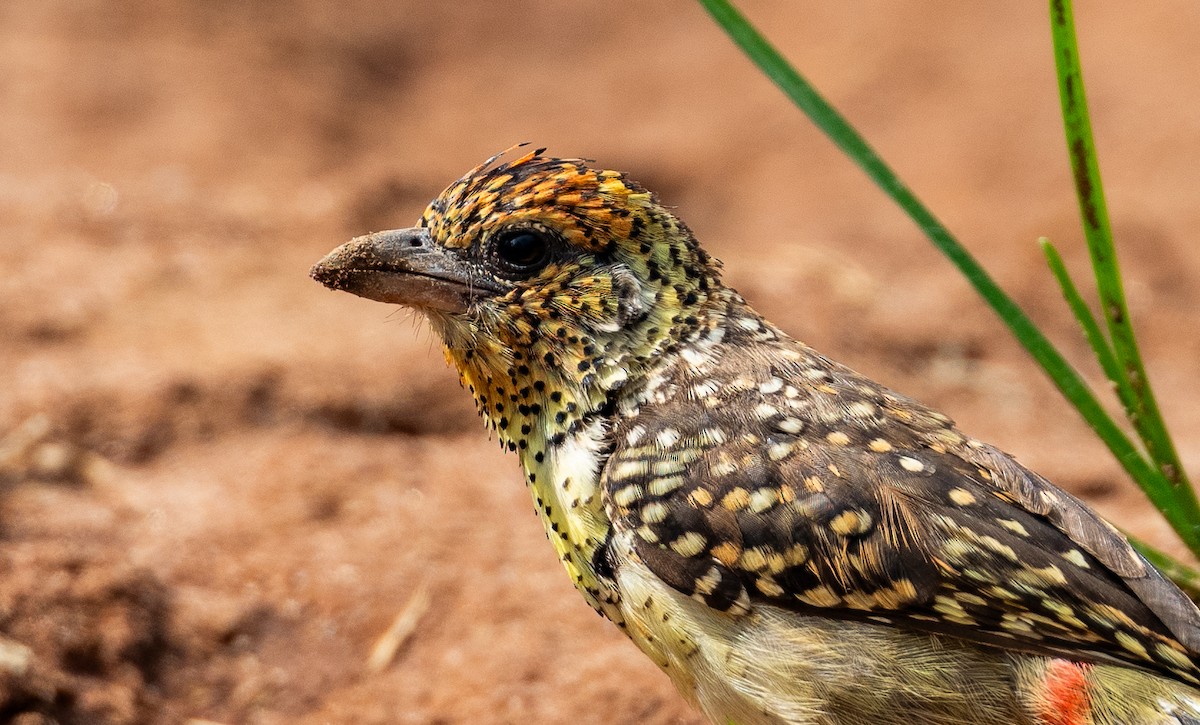 D'Arnaud's Barbet - ML623520622