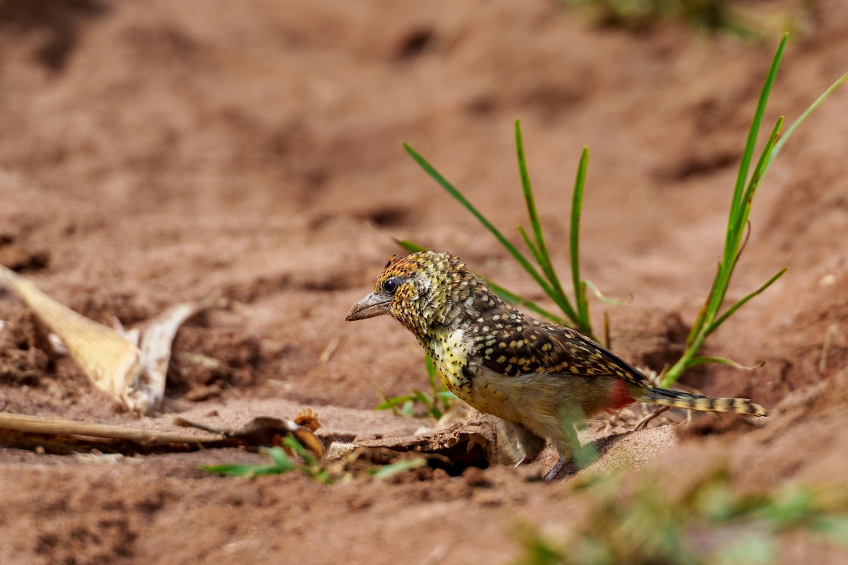 D'Arnaud's Barbet - ML623520642