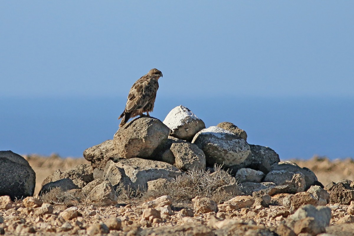 Common Buzzard (Canary Is.) - ML623520653