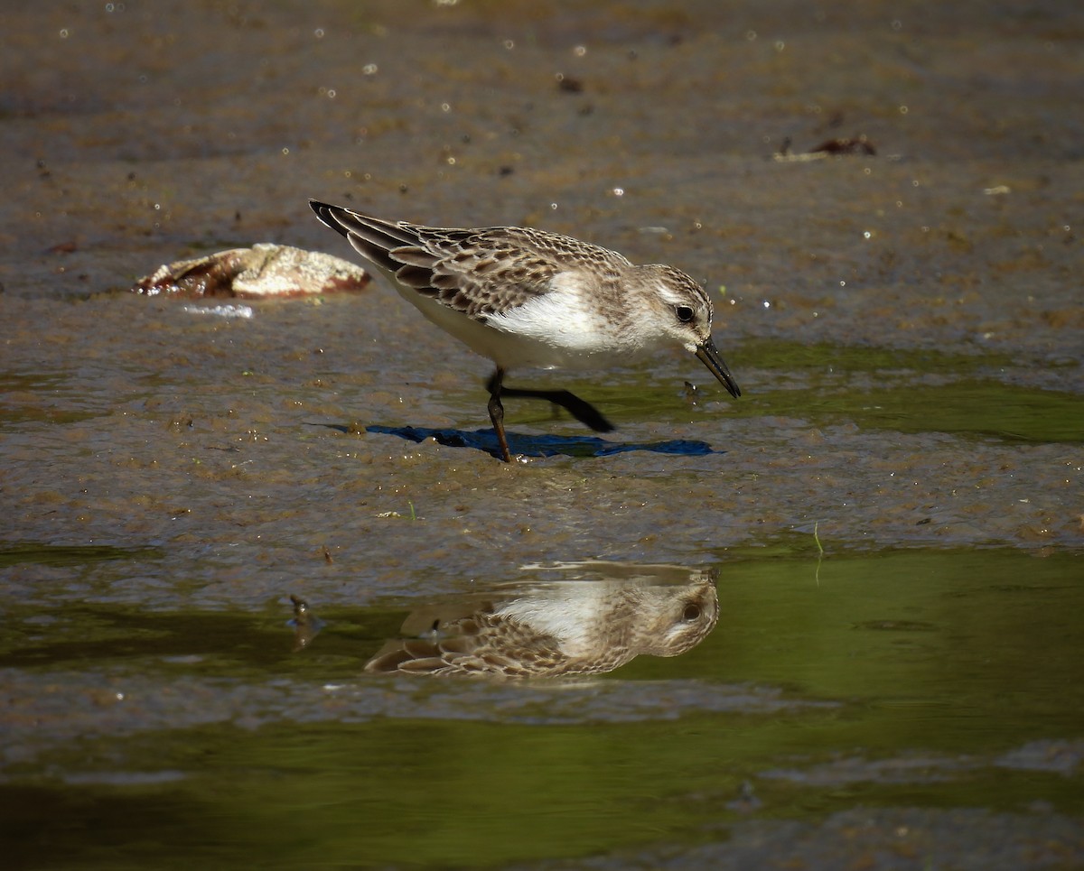 Semipalmated Sandpiper - ML623520664