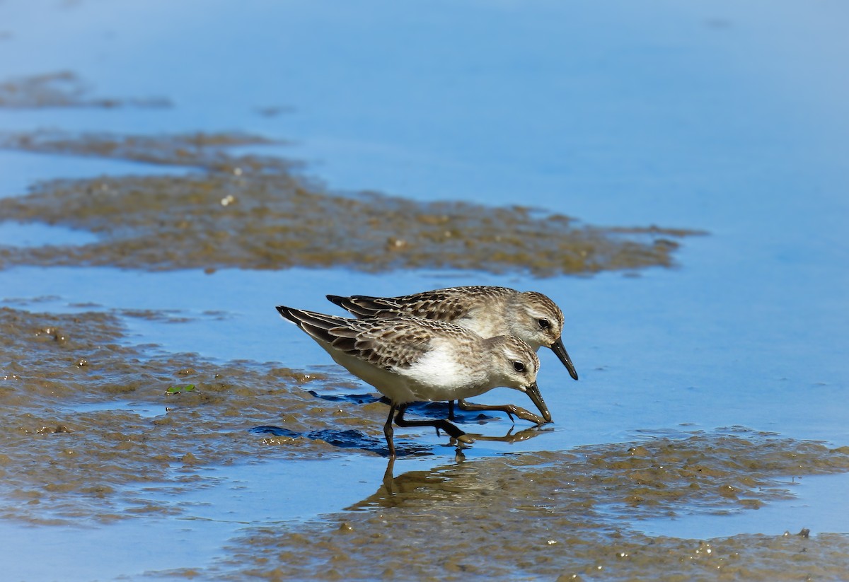 Semipalmated Sandpiper - ML623520674