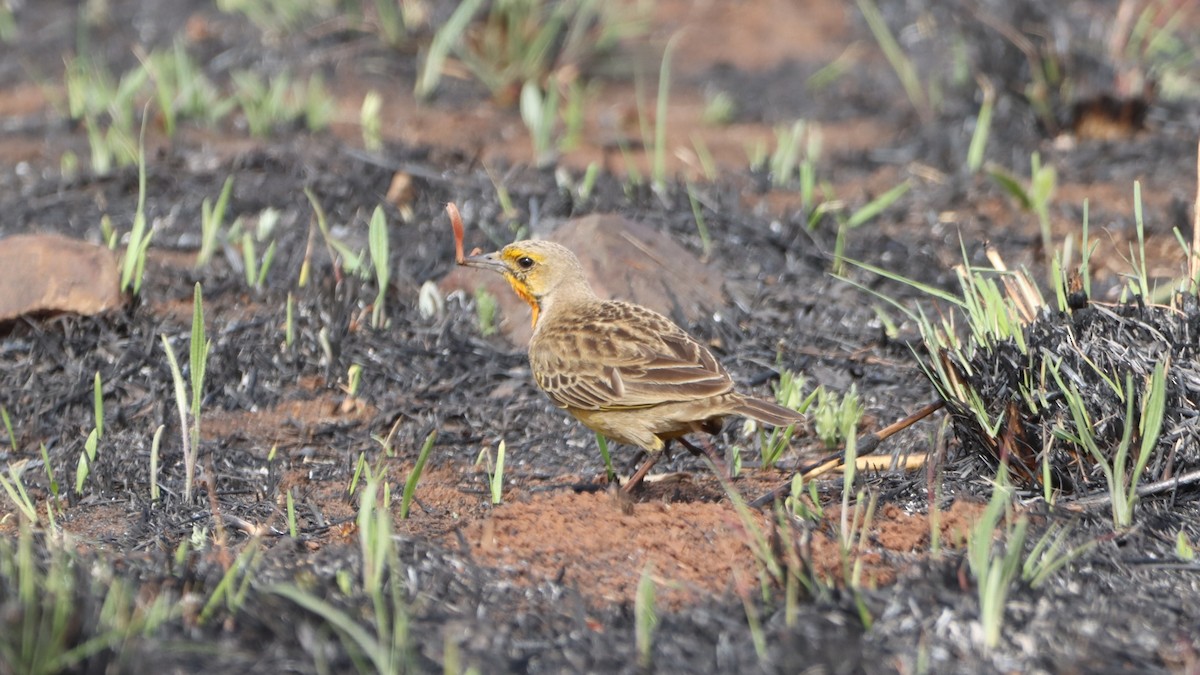 Orange-throated Longclaw - ML623520685