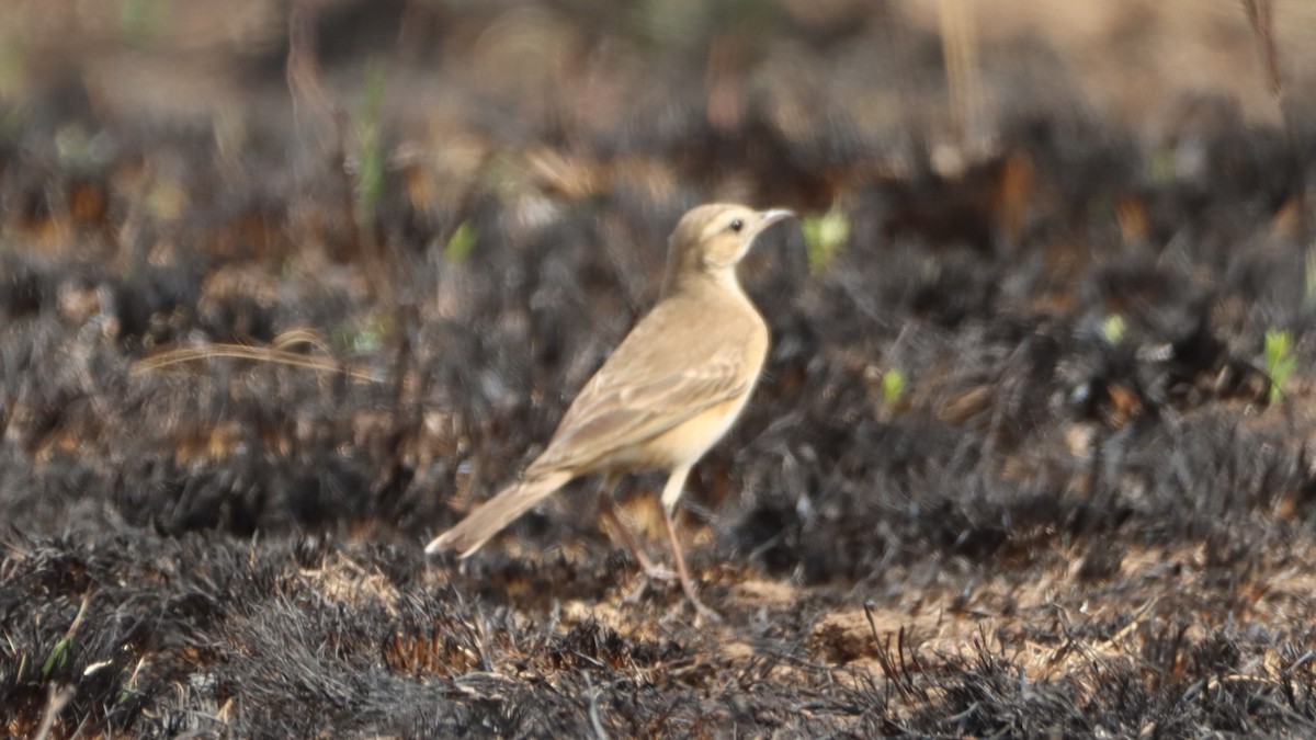 Plain-backed Pipit - ML623520690