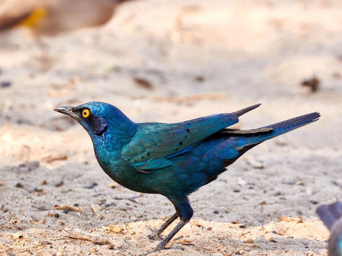 Greater Blue-eared Starling - ML623520692