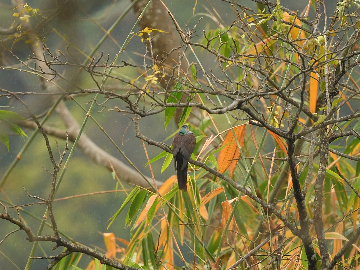 Barred Cuckoo-Dove - Bhaskar Mandal