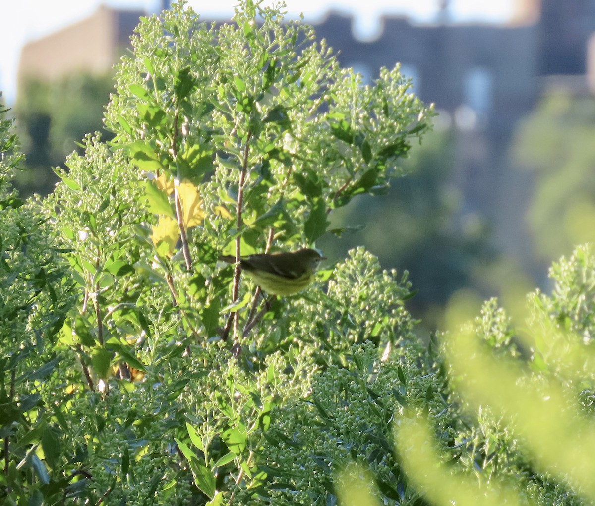 Magnolia Warbler - ML623520713