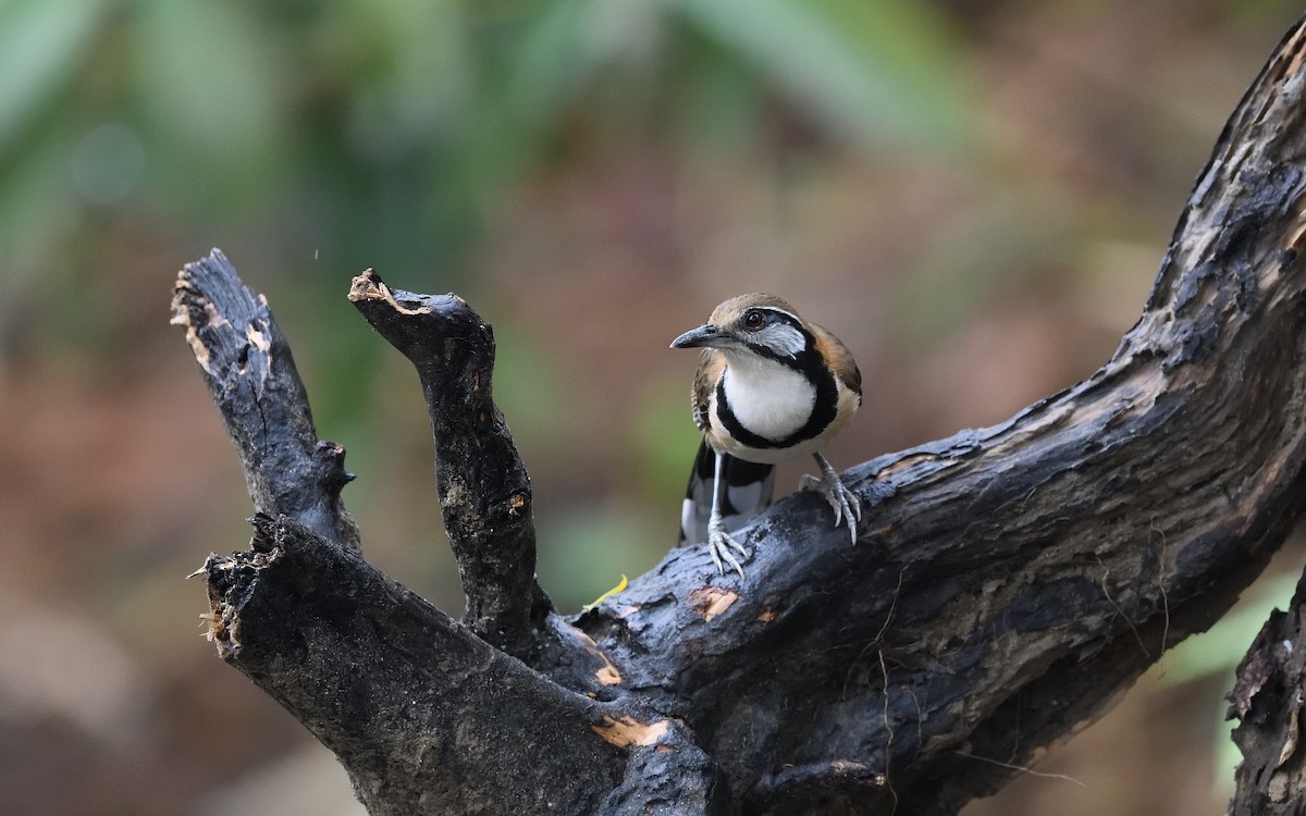 Greater Necklaced Laughingthrush - ML623520719