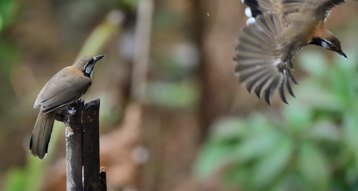 Greater Necklaced Laughingthrush - ML623520720