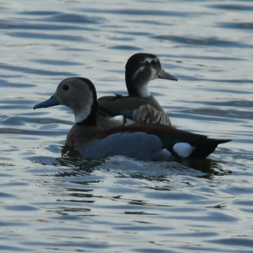 Pato Acollarado - ML623520723