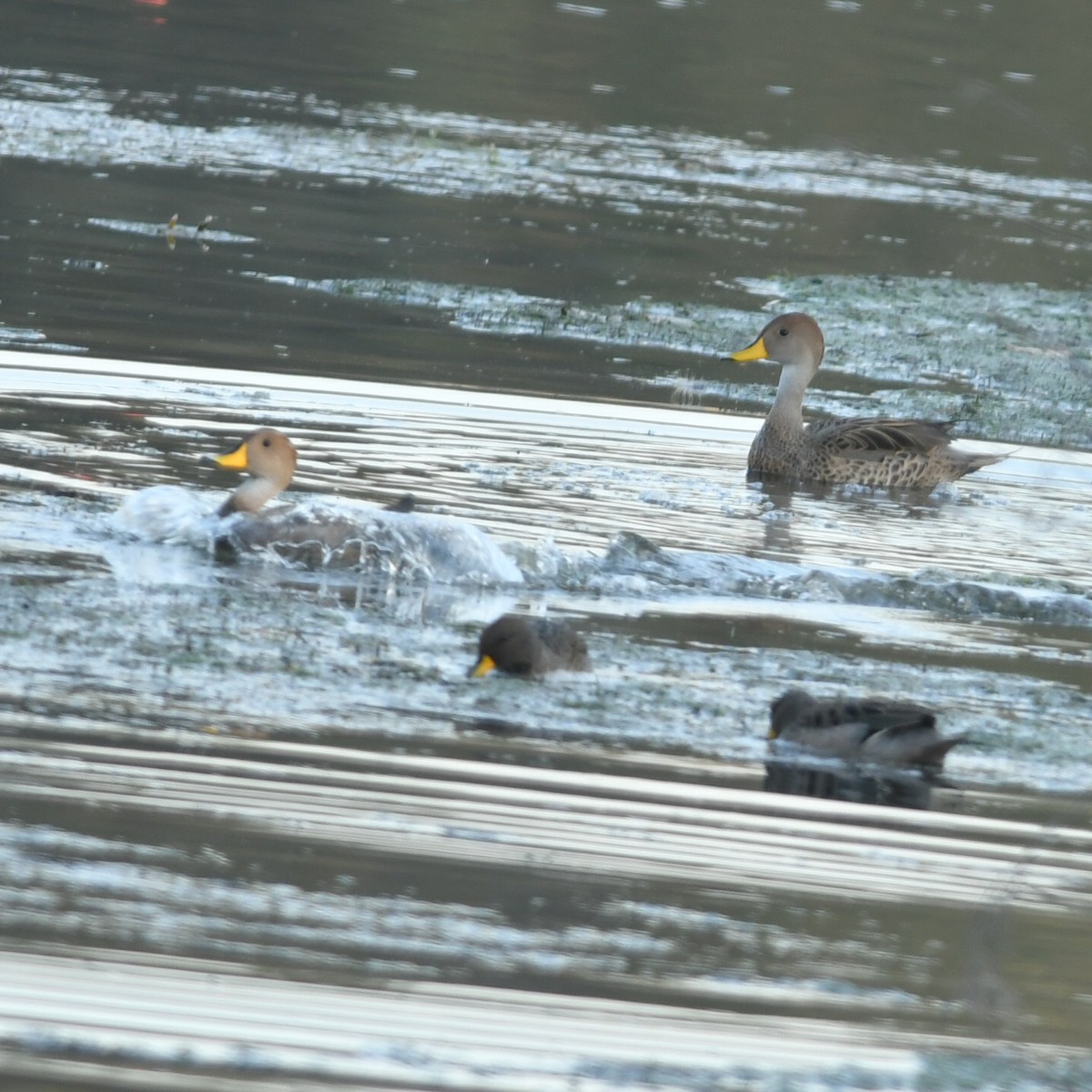 Yellow-billed Pintail - ML623520727