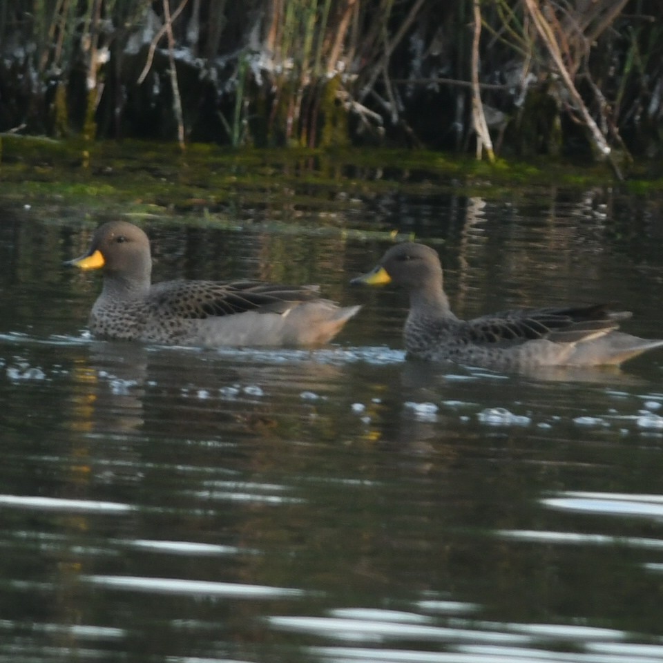 Yellow-billed Teal - ML623520739