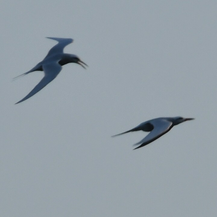 Snowy-crowned Tern - ML623520745