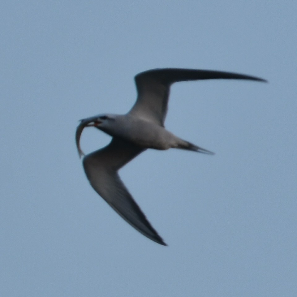 Snowy-crowned Tern - ML623520760