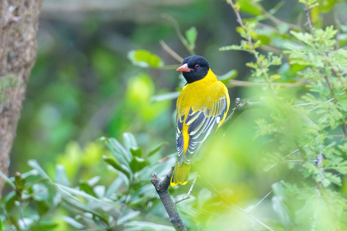 African Black-headed Oriole - ML623520762