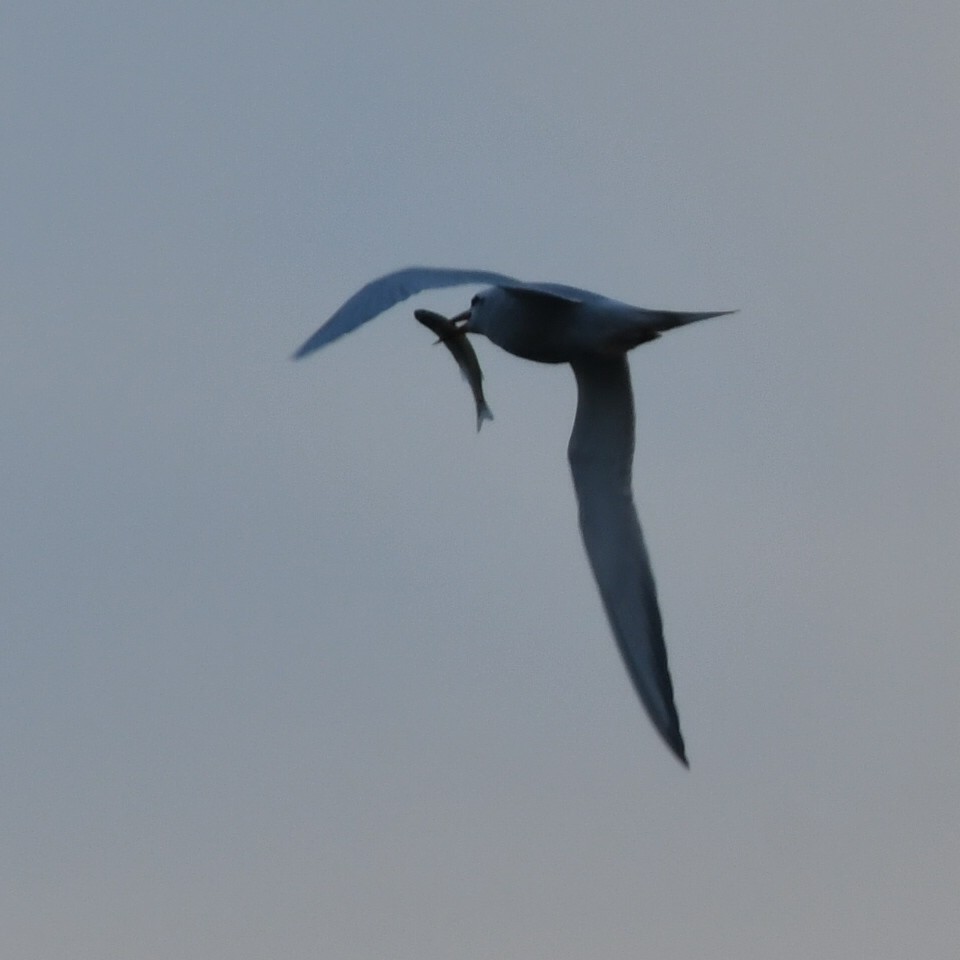 Snowy-crowned Tern - ML623520763