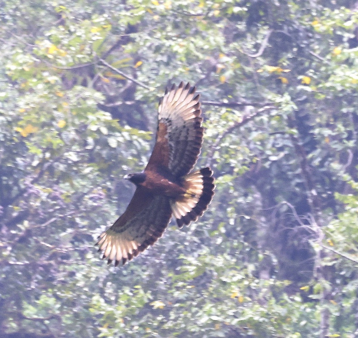 Black-and-chestnut Eagle - Finn Jørgensen