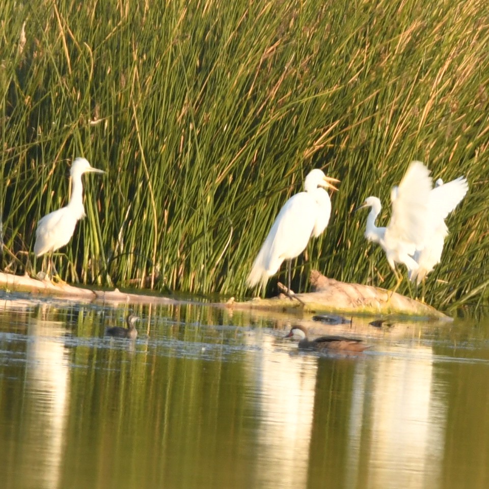 Snowy Egret - ML623520793