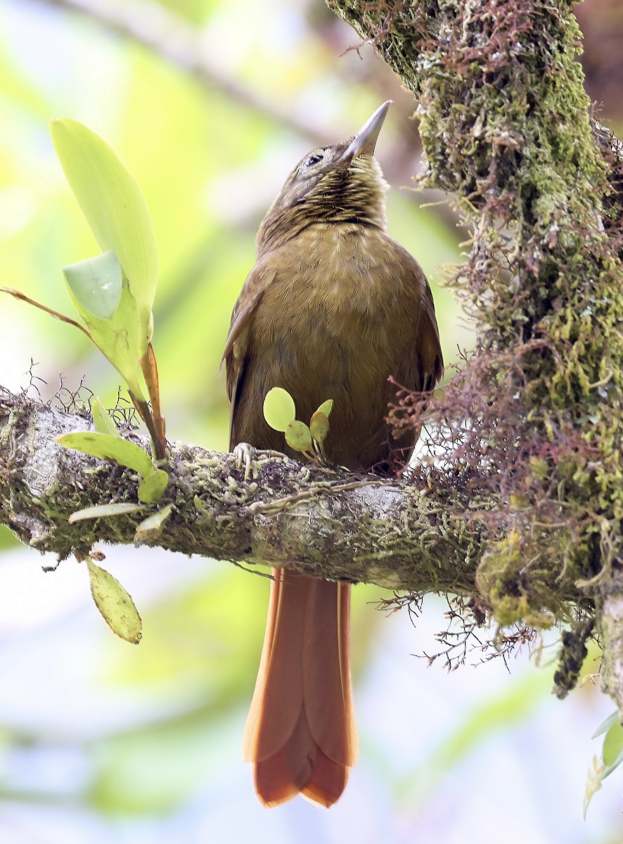 Rufous-rumped Foliage-gleaner - ML623520800