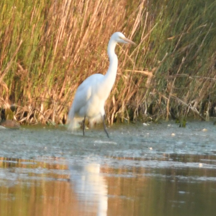 Great Egret - ML623520805