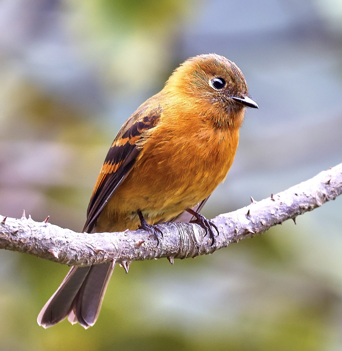 Cinnamon Flycatcher - Finn Jørgensen