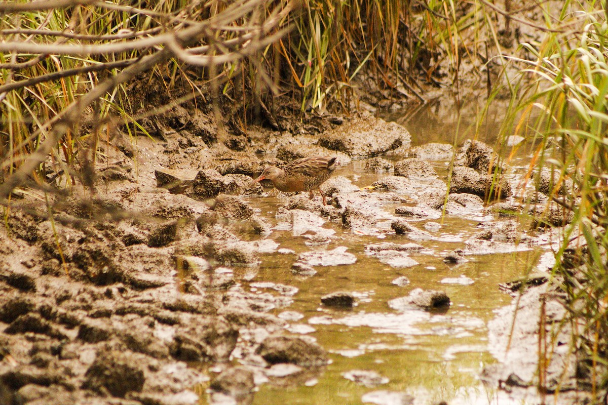 Mangrove Rail - ML623520836