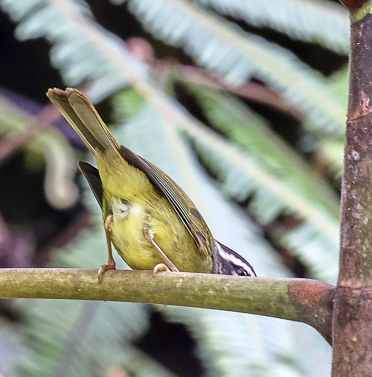 Three-striped Warbler - ML623520837