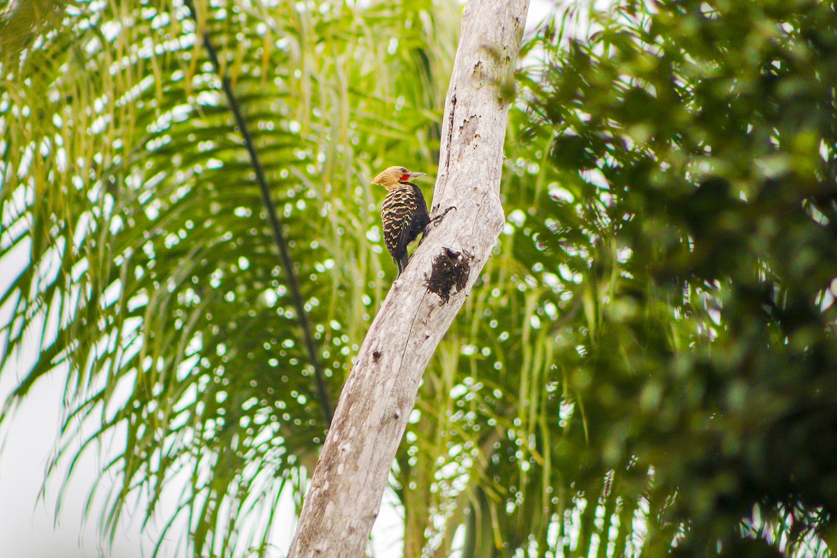 Blond-crested Woodpecker - ML623520866