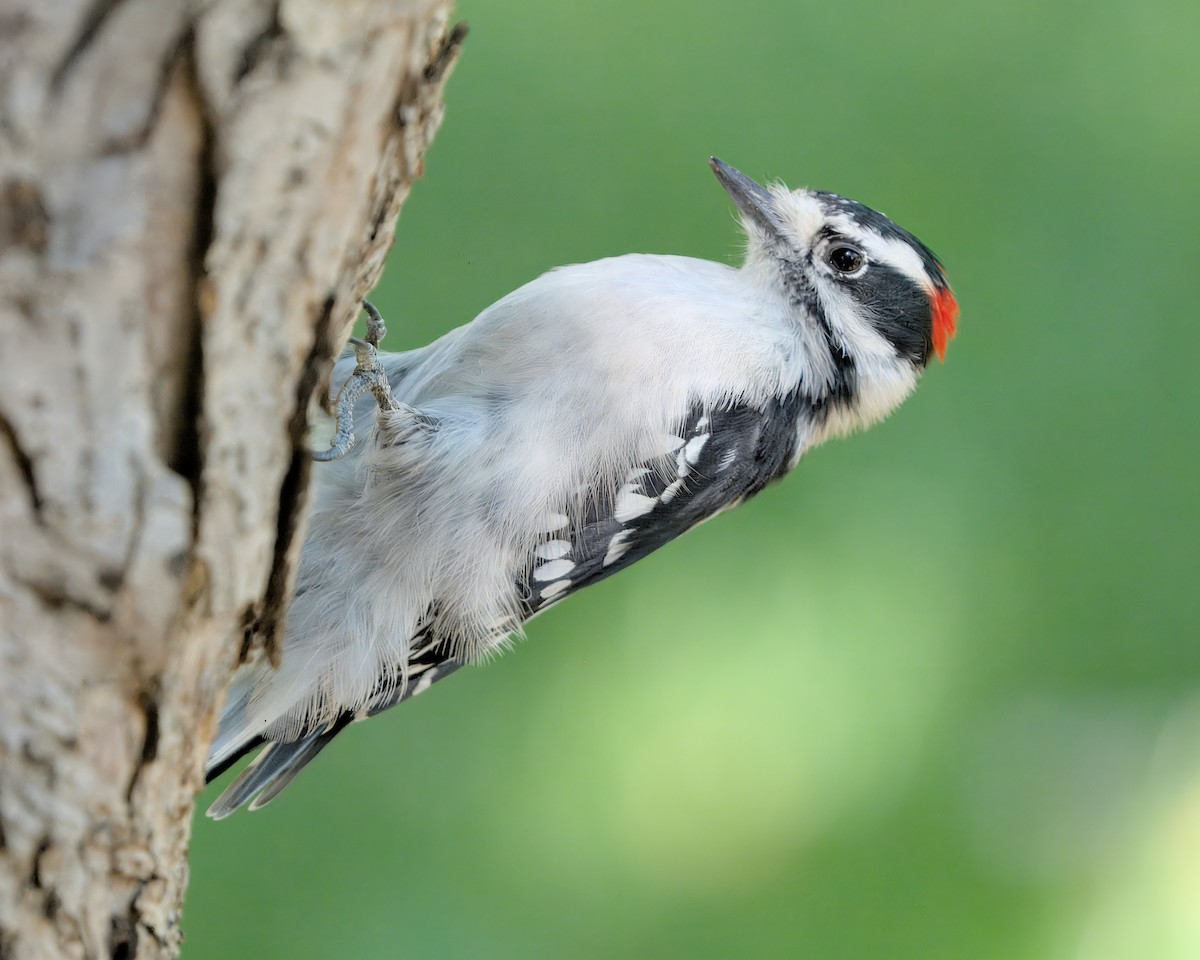 Downy Woodpecker - ML623520880