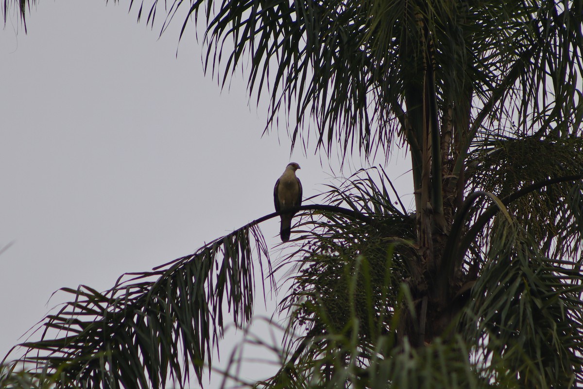 Yellow-headed Caracara - ML623520883