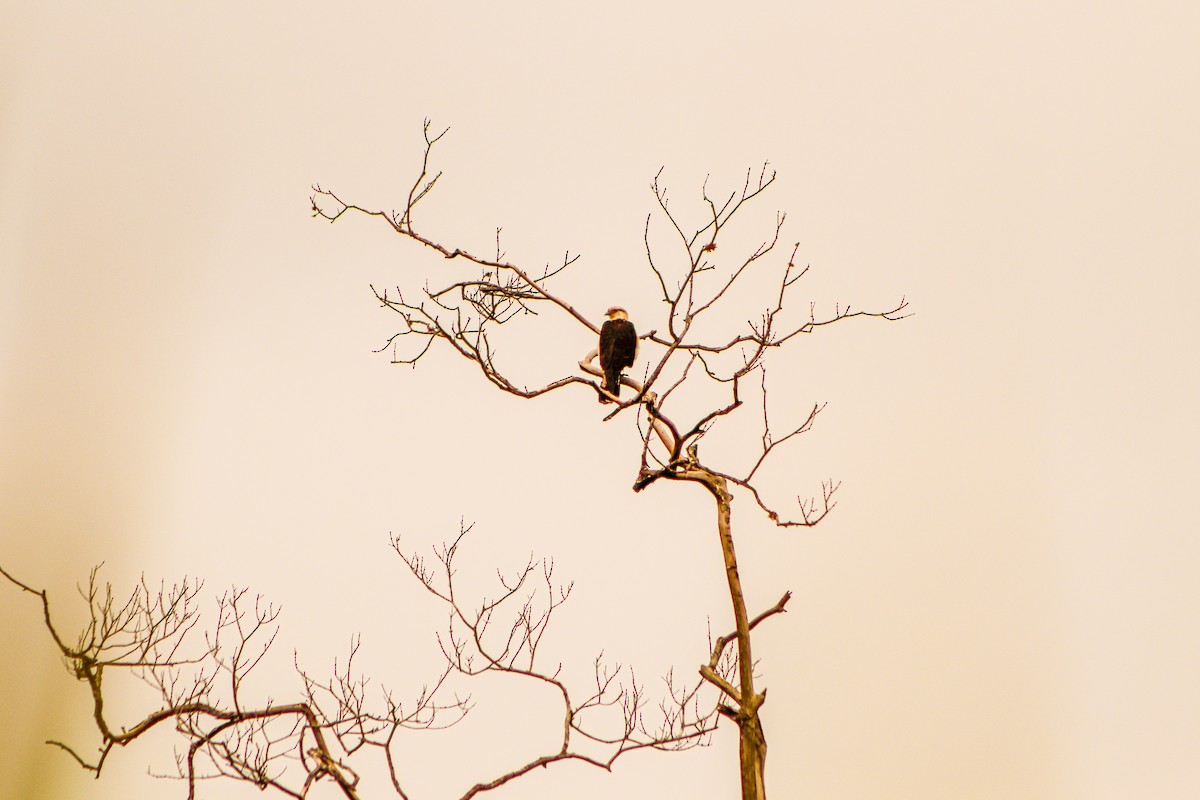 Yellow-headed Caracara - ML623520887