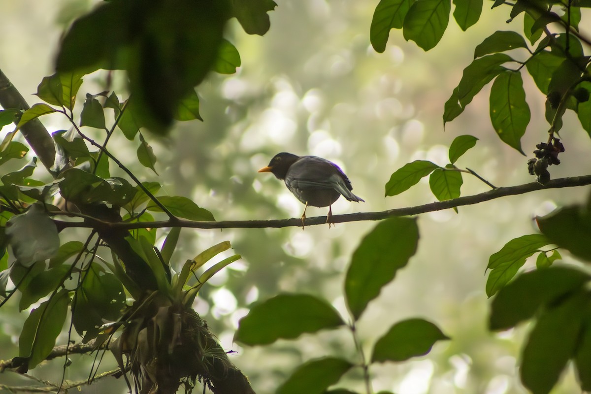 Yellow-legged Thrush - ML623520918