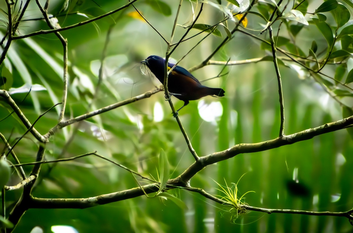 Chestnut-bellied Euphonia - ML623520919