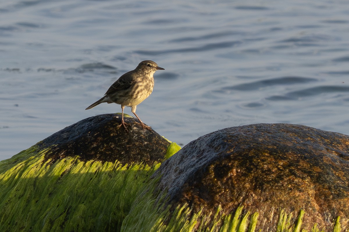 Rock Pipit - ML623520929