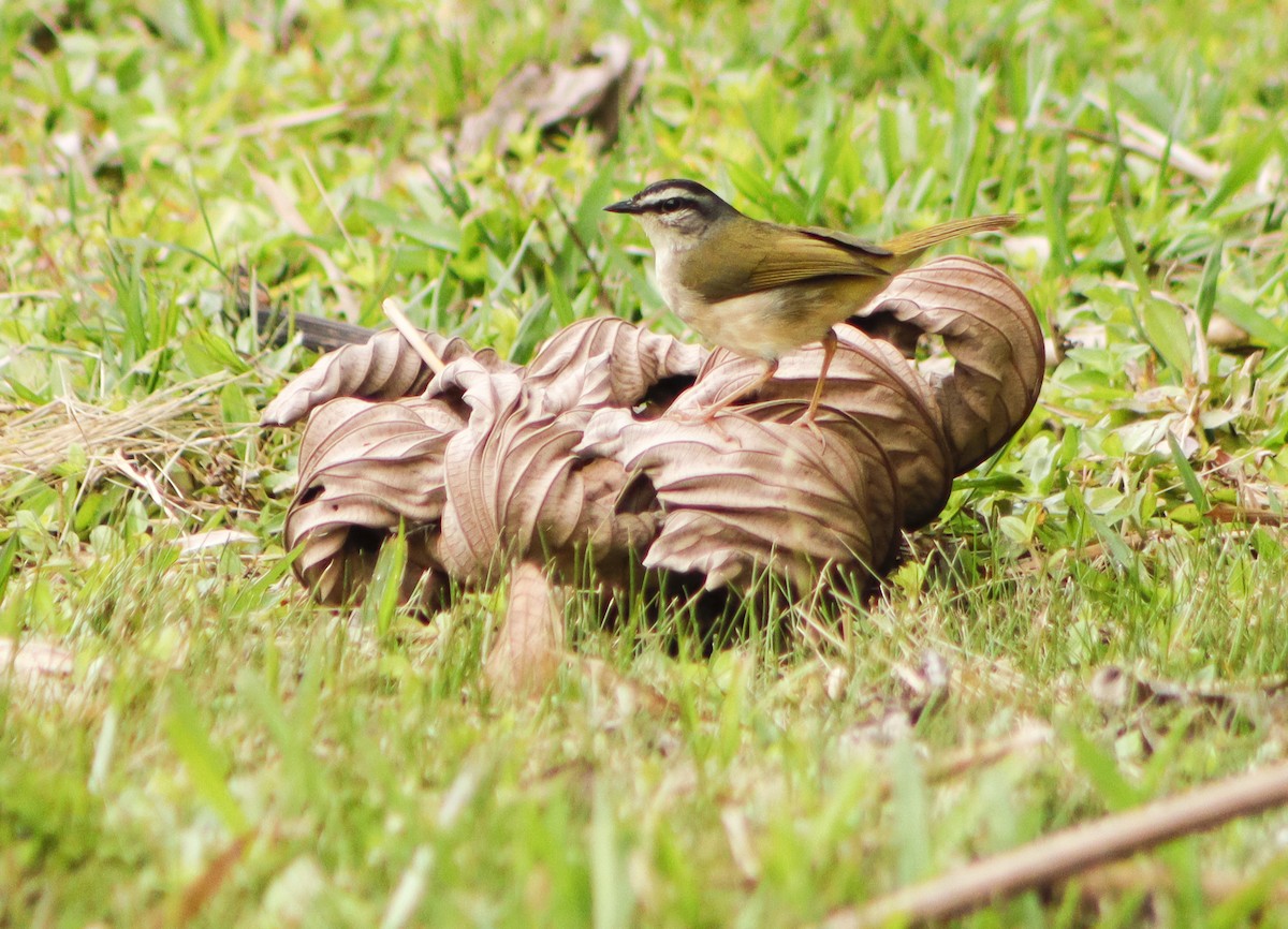 Riverbank Warbler - ML623520935