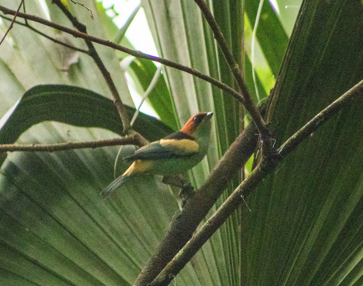 Black-backed Tanager - ML623520946