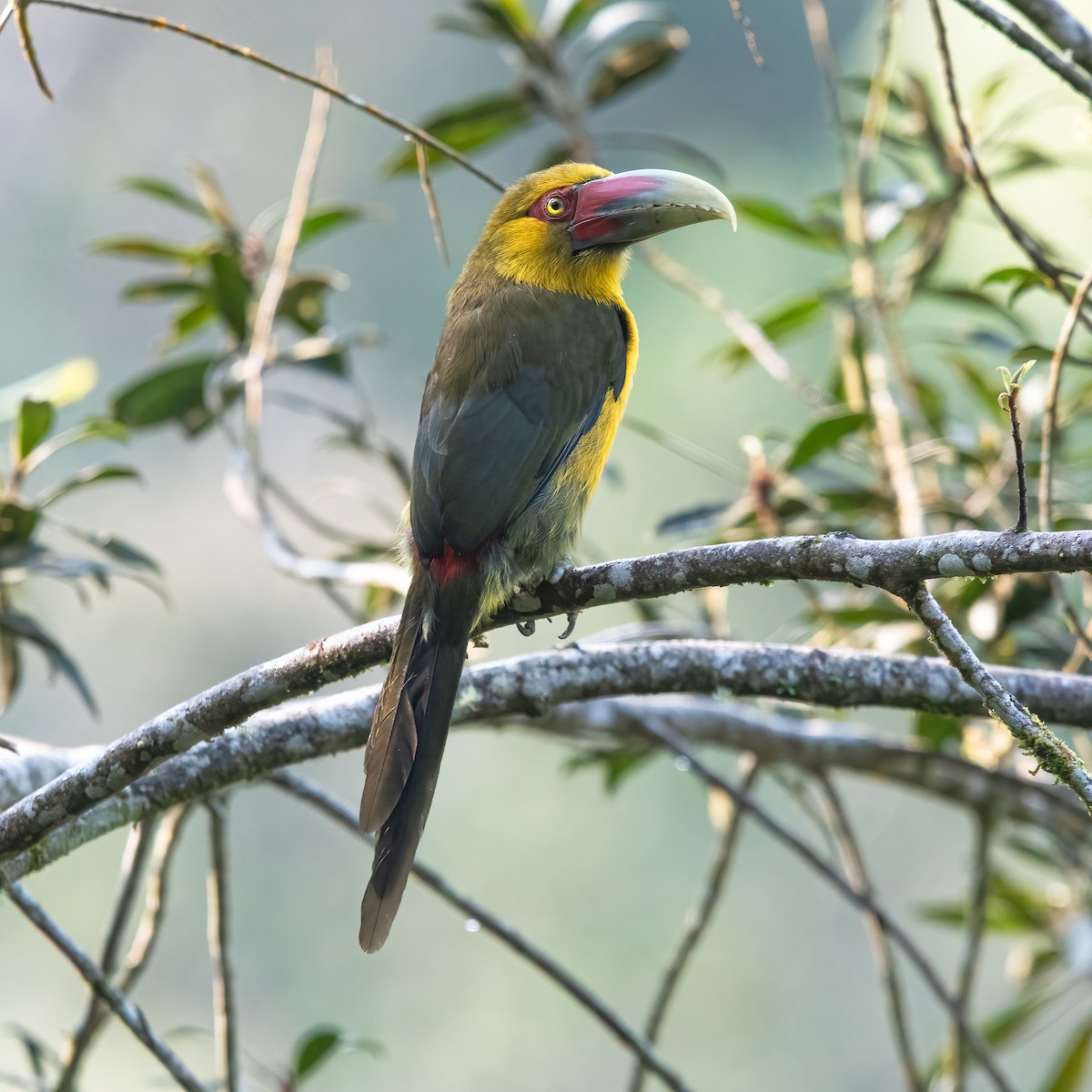 Saffron Toucanet - ML623520947